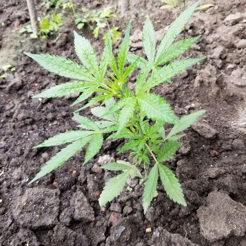 Blue Cheese  growlog timeline photo