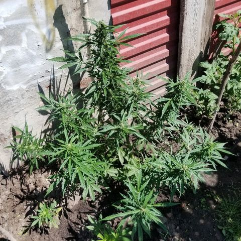 Northern lights  growlog photo: Підлив добривом, підстриг листя, відігнув бічні кооли для більшого попадання світла