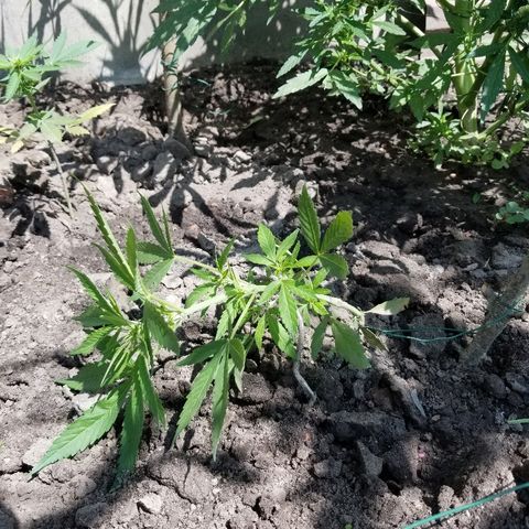 Blue Cheese  growlog timeline photo