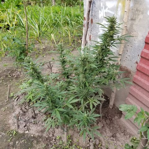 Northern lights  growlog timeline photo