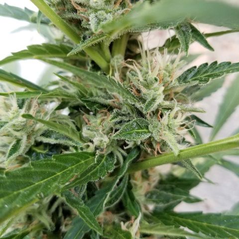 Northern lights  growlog timeline photo