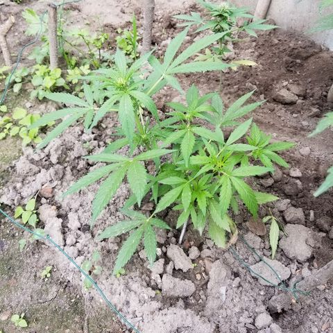 Blue Cheese  growlog timeline photo