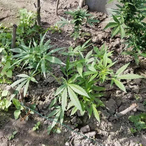 Blue Cheese  growlog timeline photo