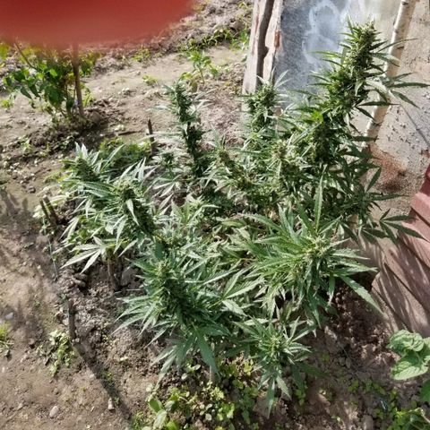 Northern lights  growlog timeline photo