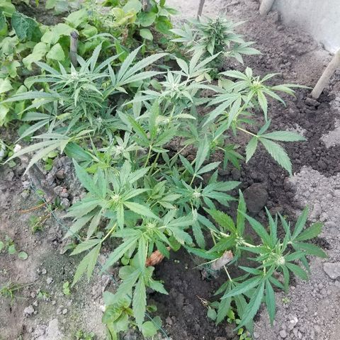 Blue Cheese  growlog timeline photo
