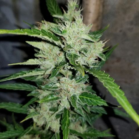 Northern lights  growlog timeline photo