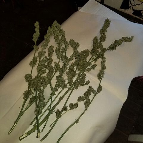 Northern lights  growlog timeline photo