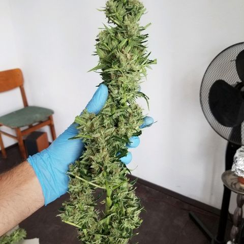 Northern lights  growlog timeline photo