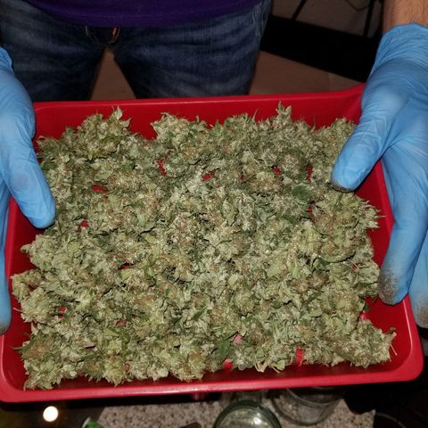 Northern lights  growlog timeline photo