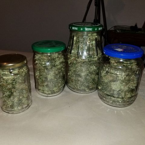 Northern lights  growlog timeline photo