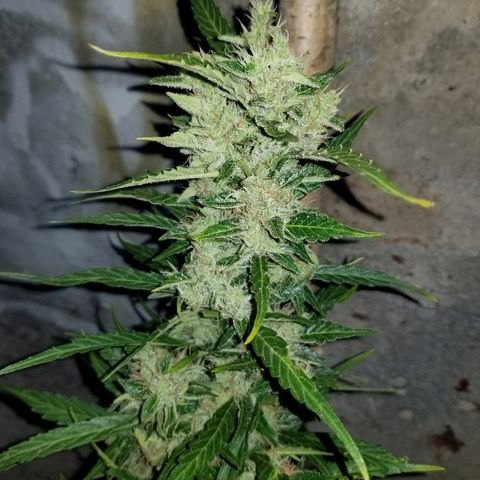 Northern lights  growlog timeline photo