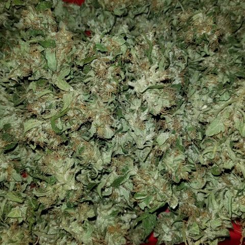 Northern lights  growlog timeline photo