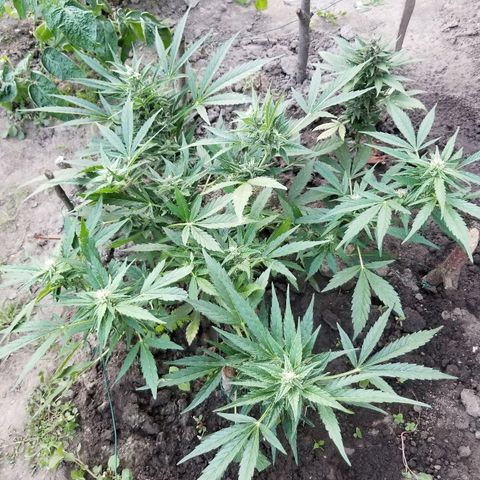 Blue Cheese  growlog timeline photo