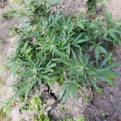 Blue Cheese  growlog timeline photo