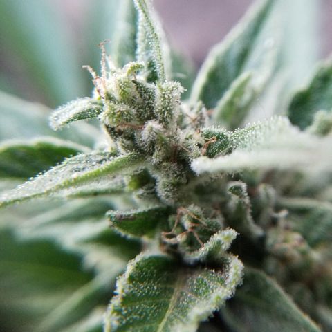 Blue Cheese  growlog timeline photo