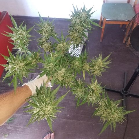 Blue Cheese  growlog timeline photo