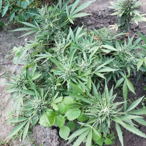 Blue Cheese  growlog timeline photo