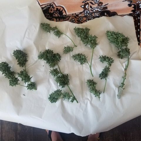 Blue Cheese  growlog timeline photo