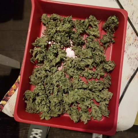 Blue Cheese  growlog timeline photo