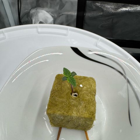 Velvet Moon  growlog timeline photo