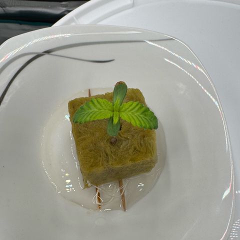 Velvet Moon  growlog photo: Zweites Blattpaar kommt