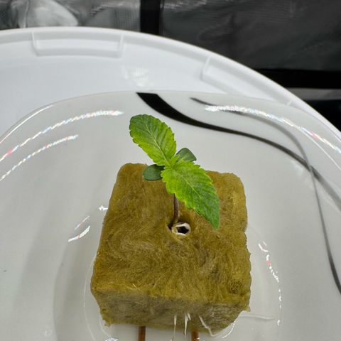 Velvet Moon  growlog photo: Zweites Blattpaar kommt