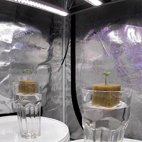 Velvet Moon  growlog timeline photo