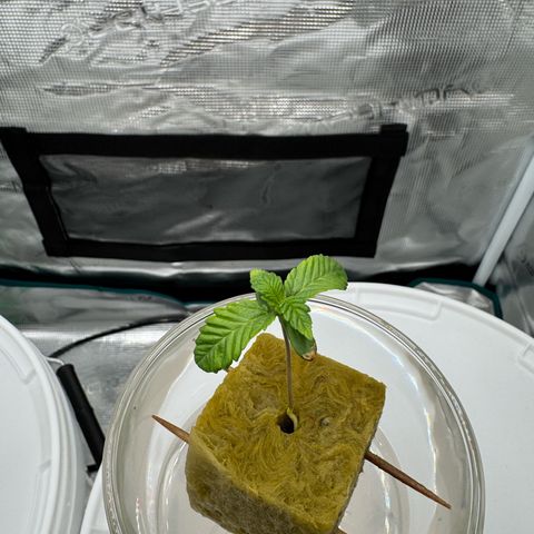 Velvet Moon  growlog timeline photo