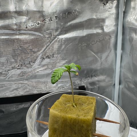 Velvet Moon  growlog timeline photo