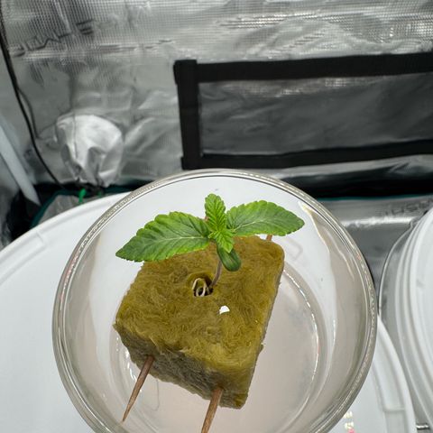 Velvet Moon  growlog timeline photo