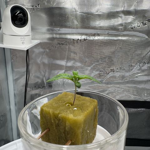 Velvet Moon  growlog timeline photo