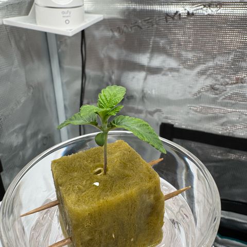 Velvet Moon  growlog timeline photo