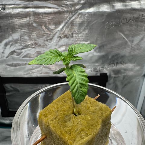 Velvet Moon  growlog timeline photo