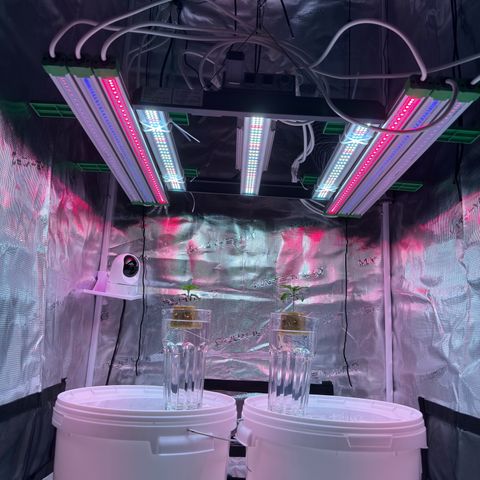 Velvet Moon  growlog timeline photo