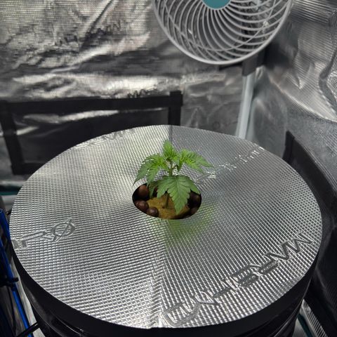 Velvet Moon  growlog timeline photo