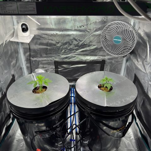 Velvet Moon  growlog timeline photo