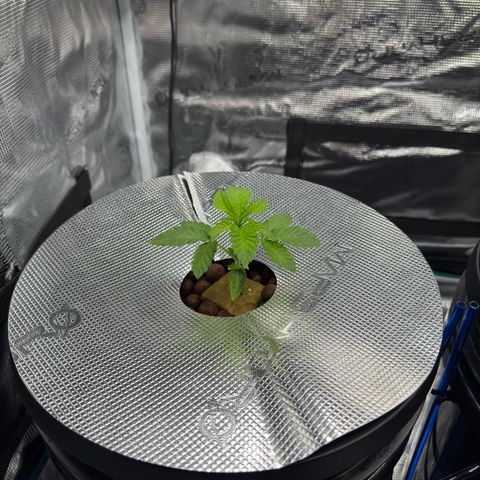 Velvet Moon  growlog timeline photo