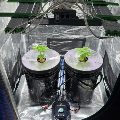 Velvet Moon  growlog timeline photo