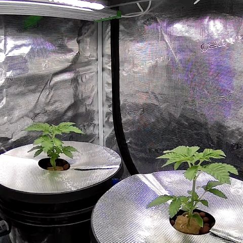 Velvet Moon  growlog timeline photo