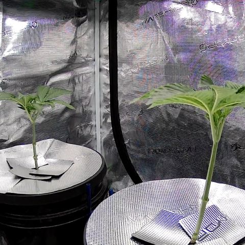 Velvet Moon  growlog timeline photo