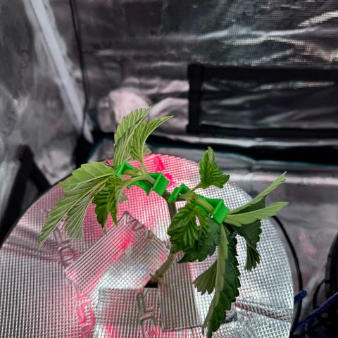 Velvet Moon  growlog timeline photo