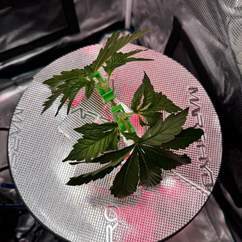 Velvet Moon  growlog timeline photo