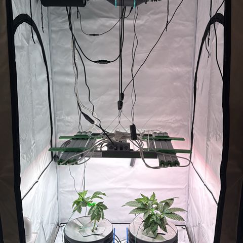 Velvet Moon  growlog photo: Growpro 3.0 L 