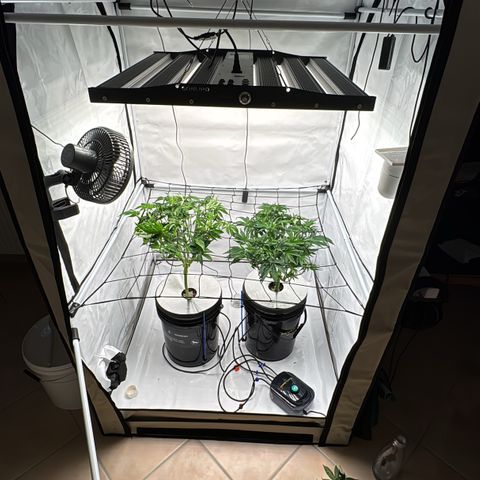 Velvet Moon  growlog timeline photo