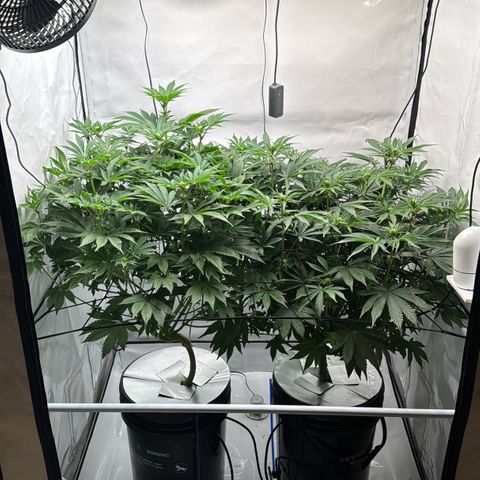 Velvet Moon  growlog timeline photo