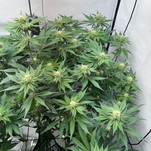 Velvet Moon  growlog timeline photo