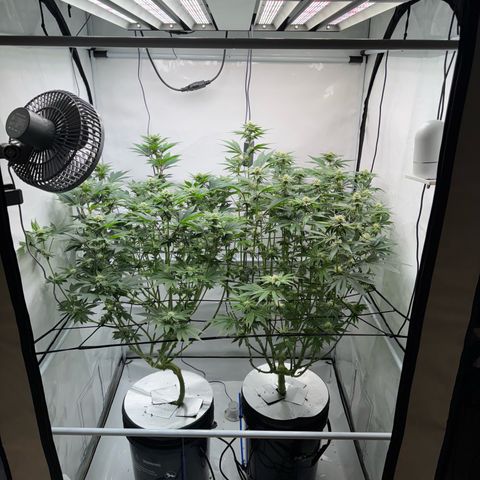 Velvet Moon  growlog timeline photo