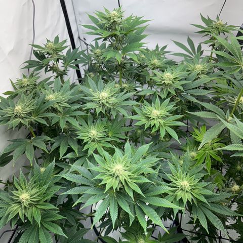 Velvet Moon  growlog timeline photo