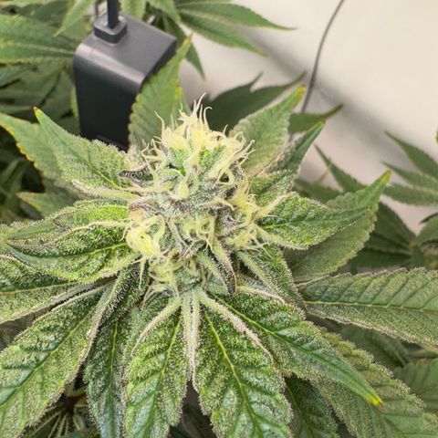 Velvet Moon  growlog timeline photo