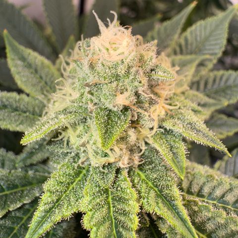 Velvet Moon  growlog timeline photo